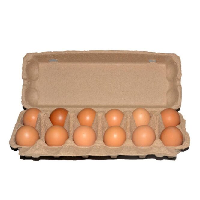 Free-range chicken egg